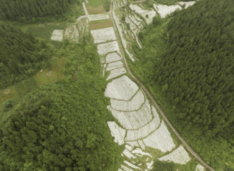 重庆彭水县：中药材管护忙 产业链延伸促增收