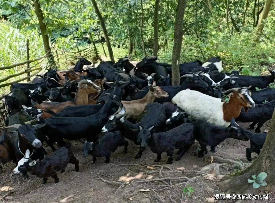 盐津陈平乾：逆境中谱写养殖新篇章