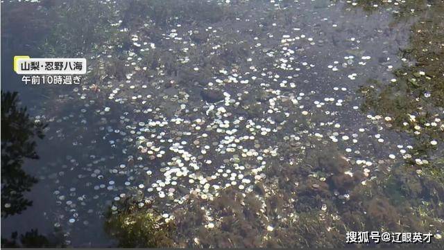 富士山下泉水池中硬币达1米多厚