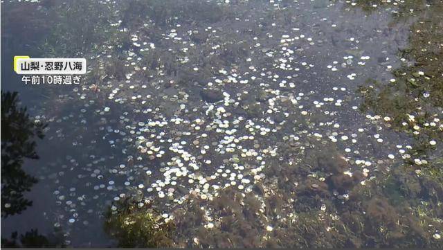 日本富士山下泉水池中硬币累积1米多，管理者称乱投硬币或罚款百万日元
