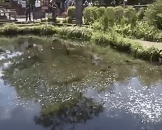 富士山下泉水池中硬币达1米厚，景点忍野八海近年来饱受“观光公害”问题困扰