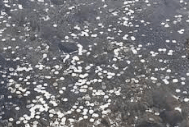 富士山下泉水池中硬币达1米厚，景点忍野八海近年来饱受“观光公害”问题困扰