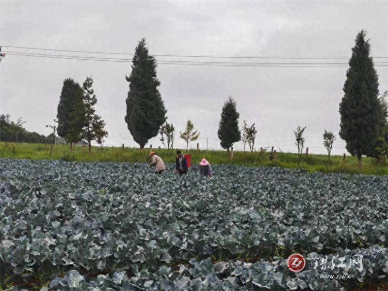中安街道：西兰花“开”“致富花”
