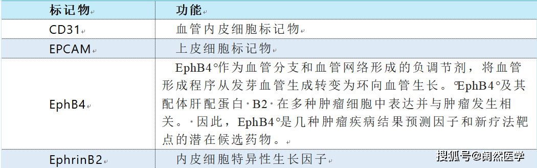 靶向EphB4和ephrinB2在HNSCC中作用
